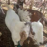 دوعدد چپشت دوقلو ۶ماهه نژاد نجدی پاکستانی