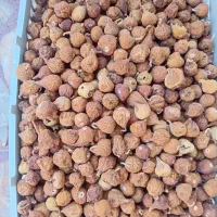 انجیر بش ارگانیک بدون سم و کود برداشت امسال