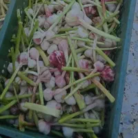 کارگرساده سیرسبدی 70هزارتومان