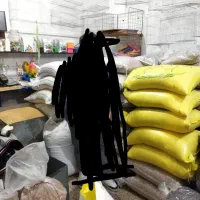 گندم