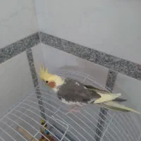 مرغ عروس
