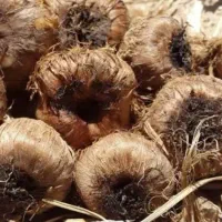 پیاز زعفران فروش فوری