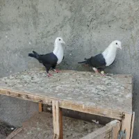 کبوتر