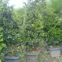 فروش یاس هلندی جعبه ۴۰