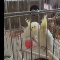 جفت عروس هلندی لوتینو مولد