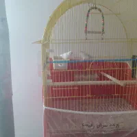 فنج نروماده