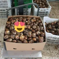 پیاز خیلی درشت نرگس معطر شیراز -وپیاز آمارالیس درش