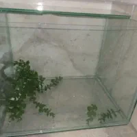 آکواریوم ماهی