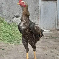 خروس لاری اصیل مرغ لاری مولد زات دار