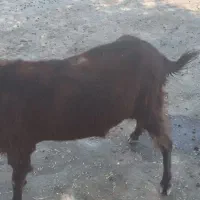 بز۰