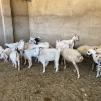 گله گوسفند