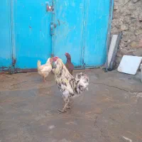 مرغ خروس گلین