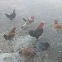 تعداد۱۱عددپرغ