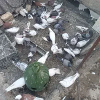تعدادی کبوتر پرشتی بفروش میرسد