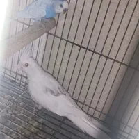 عروس هلندی دوکت و فنچ شکلاتی