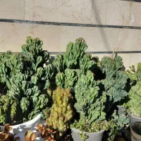 فروش گلهای آپارتمانی