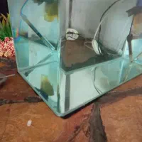 آکواریوم|ماهی|نوشهر, |دیوار