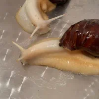 فروش حلزون،جوجه حلزون،خاویار حلزون