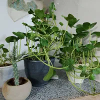 پیچک همیشه بهار رونده