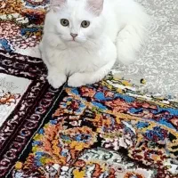 گربه پرشین ماده