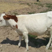 گاو سیمینتال