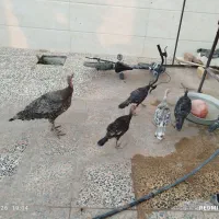 جوجه بوقلمون و بوقلمون