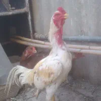 مرغ وخروس لاری
