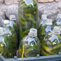 خیارشور