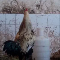 دو عدد خروس نژاد دار و 4 تا بوقلمون نر
