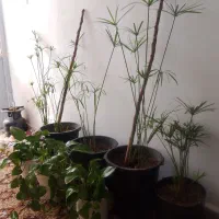 نخل مرداب وپتوس