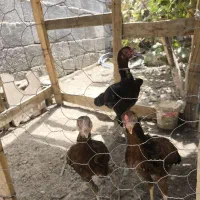 ماده مرغ و جوجه و گوچ