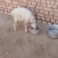 یک راس بره نره