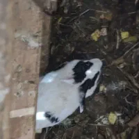 خرگوش ماده