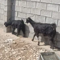 بز کهره دار