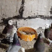 شازده نر گمشده