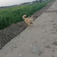 ماده دوساله جهت واگذاری