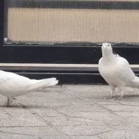 2جفت کبوتر گل پنبه ای