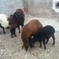 سلام  فروش  شش راس گوسفند  بفروش میرسد