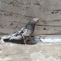 کبوتر