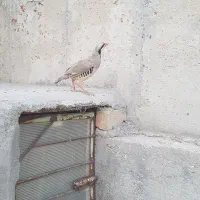 پرنده کوهی نر جوان خوش صدا