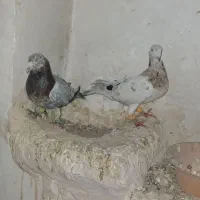 کبوتر|پرنده|خرمدشت, |دیوار