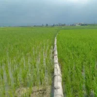 بهترین جایگزین کود NPK شیمیایی فقط با 2 تومن