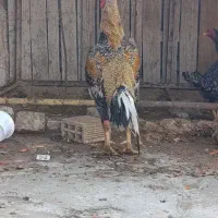 مرغ و خروس لاری