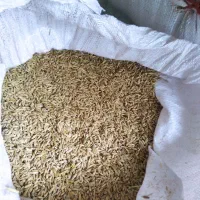 یه تن جو فروشی برداشت امساله سال  1405