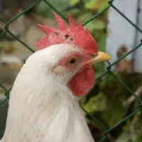 خروس دانه ای ۳۰۰ سفید جوجه رنگی بودن