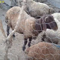 بره قوچ داشتی