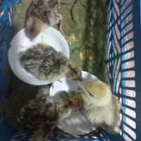 جوجه بقلمون ۴ روزه