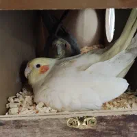 یک جفت عروس هلندی