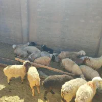 20راس میش بره ماده فروشی