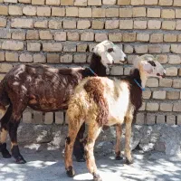 بره ماده
